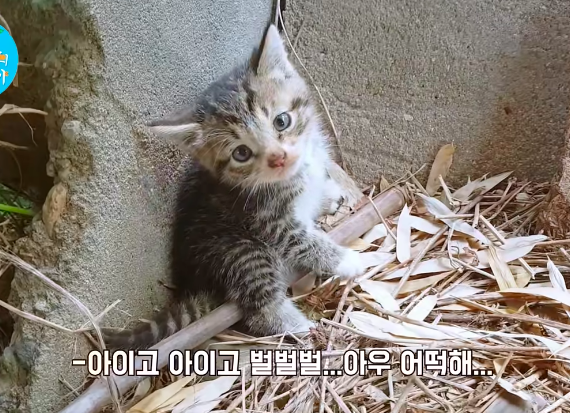 고양이